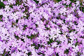 Woodland Phlox