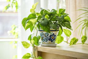 pothos plant in pot 