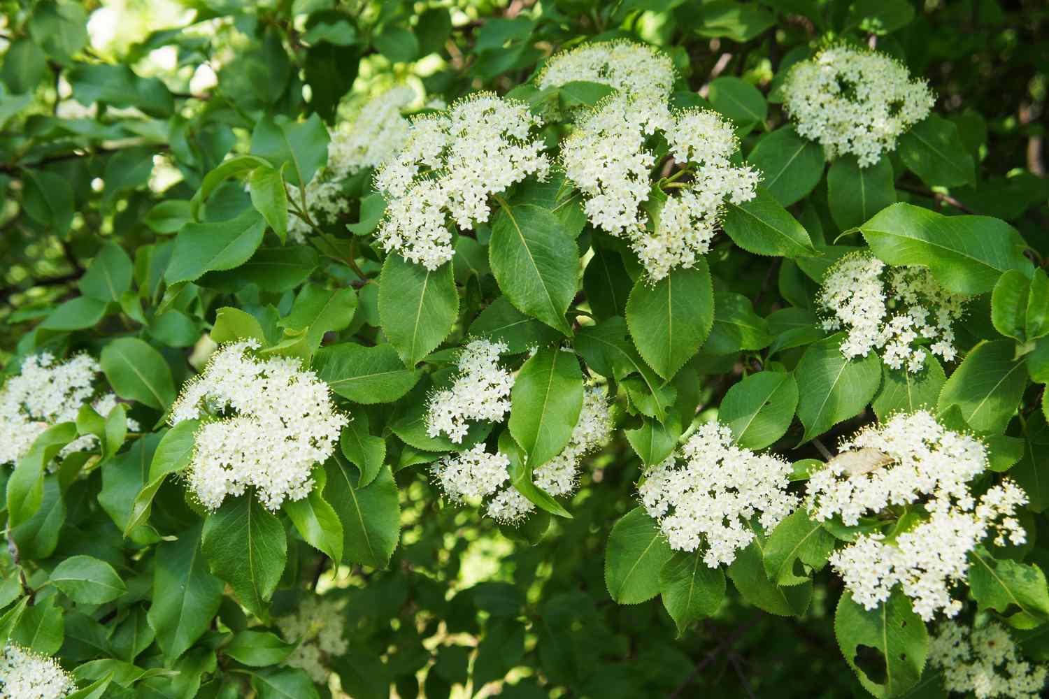 Blackhaw Virburnum