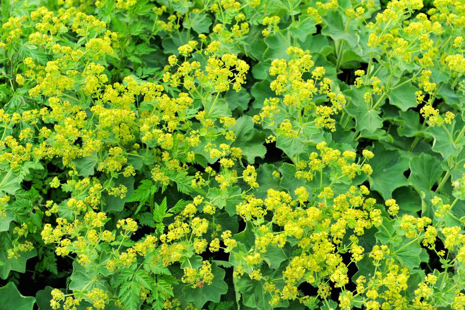 Lady's mantle plant blooms