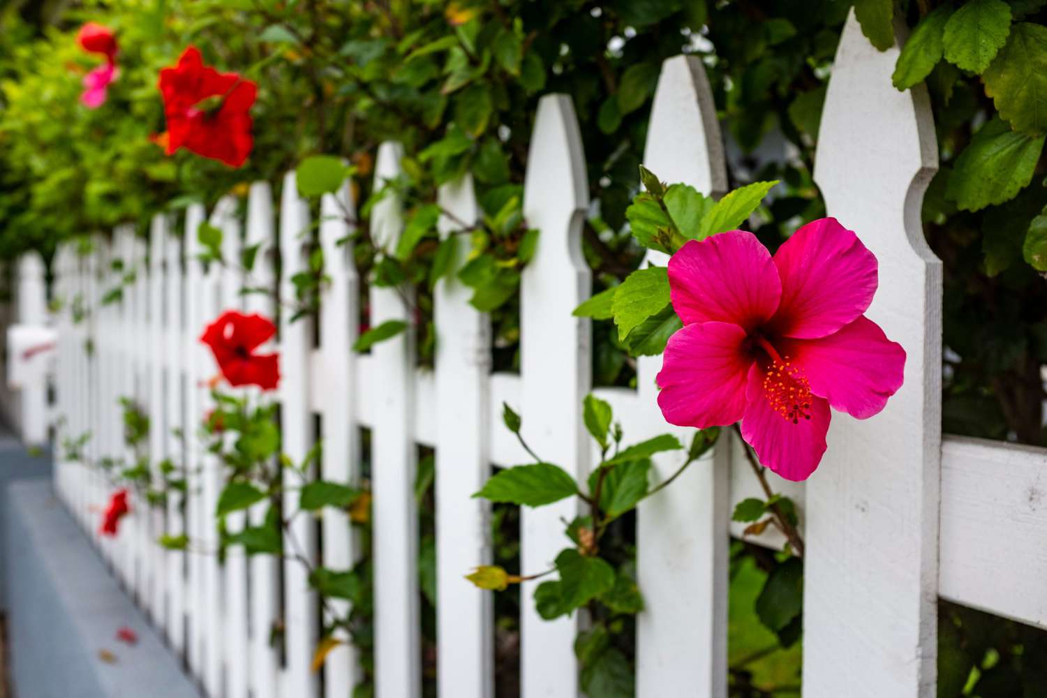 Pink Hibiscus flowers peaking out between slats of a white picket fence.