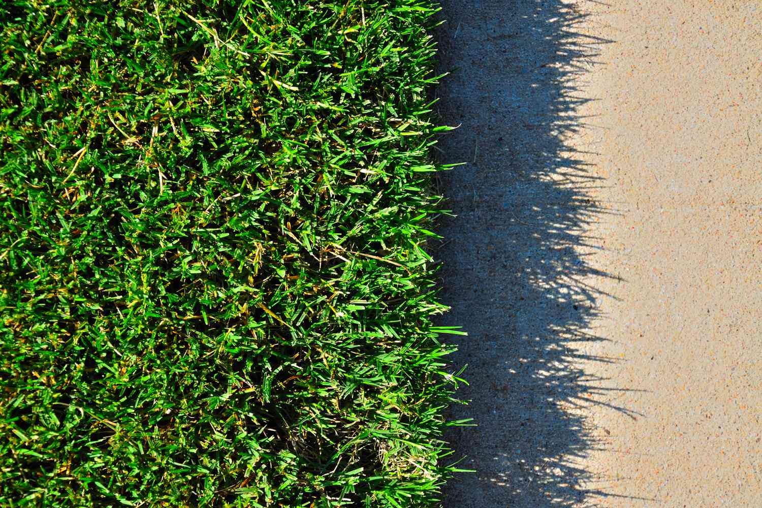 bermuda grass against sidewalk