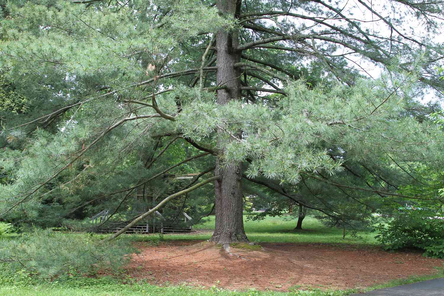 Eastern White Pine