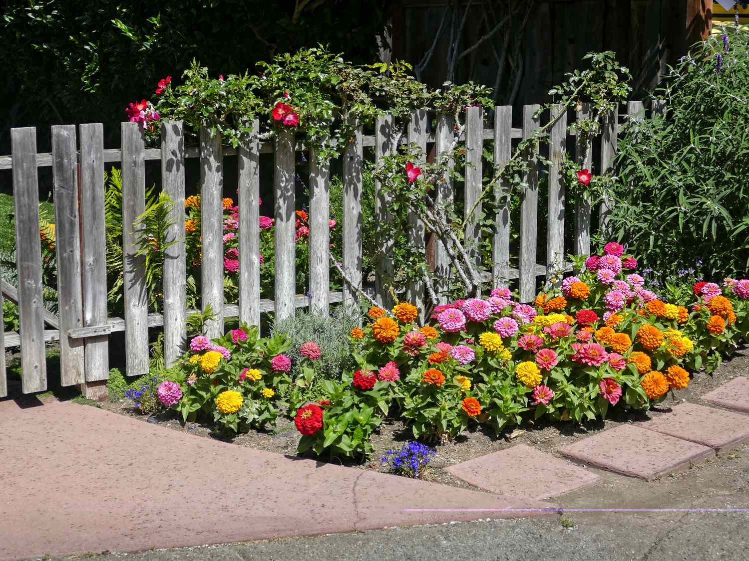 A garden with various flowers near a wooden fence
