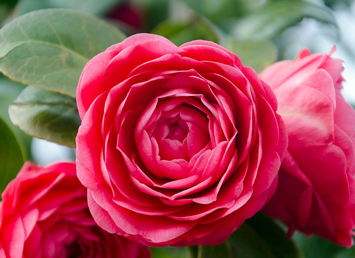 pink Camellias blooming