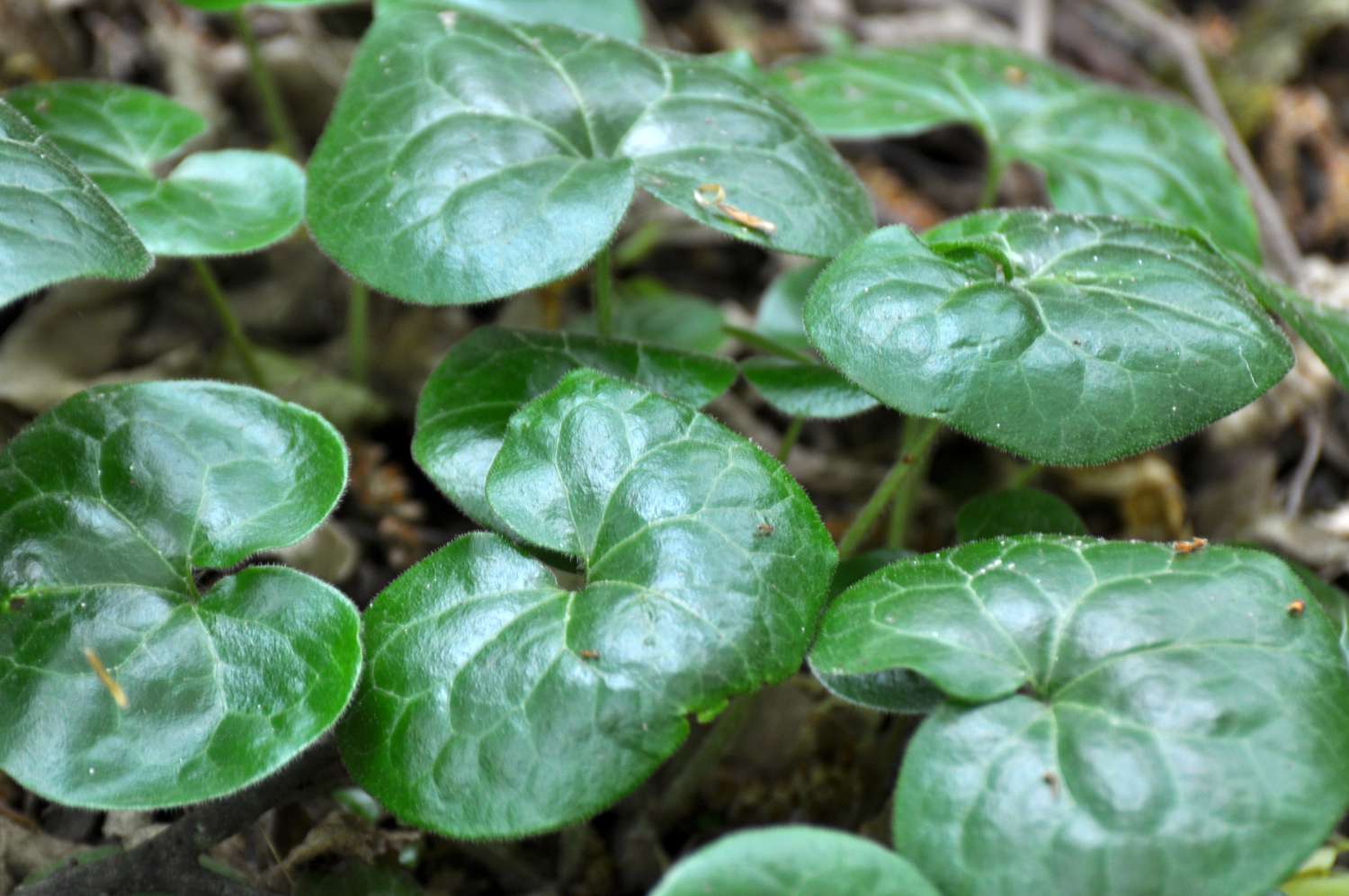 Asarum europaeum grows in the forest