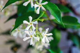 Closeup of white flowers and green leaves on a plant