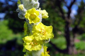 Yellow flowers on a stalk, blurred nature background
