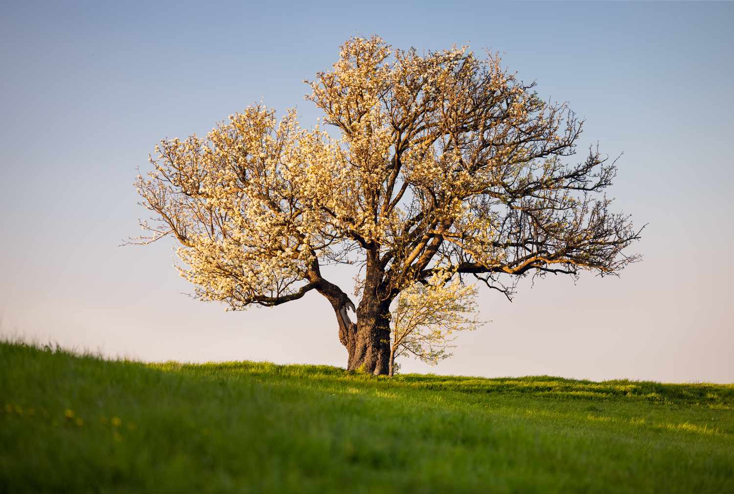 An old apple tree in full blossom.
