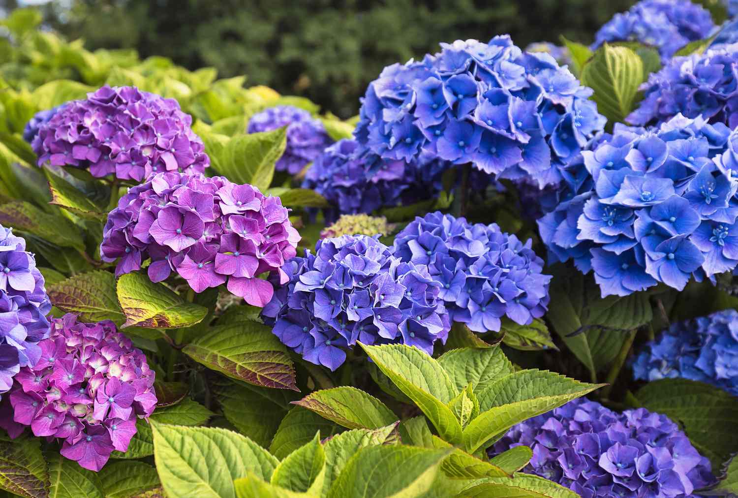 Closeup of hydrangea flowers in full bloom with green leaves and a blurred background