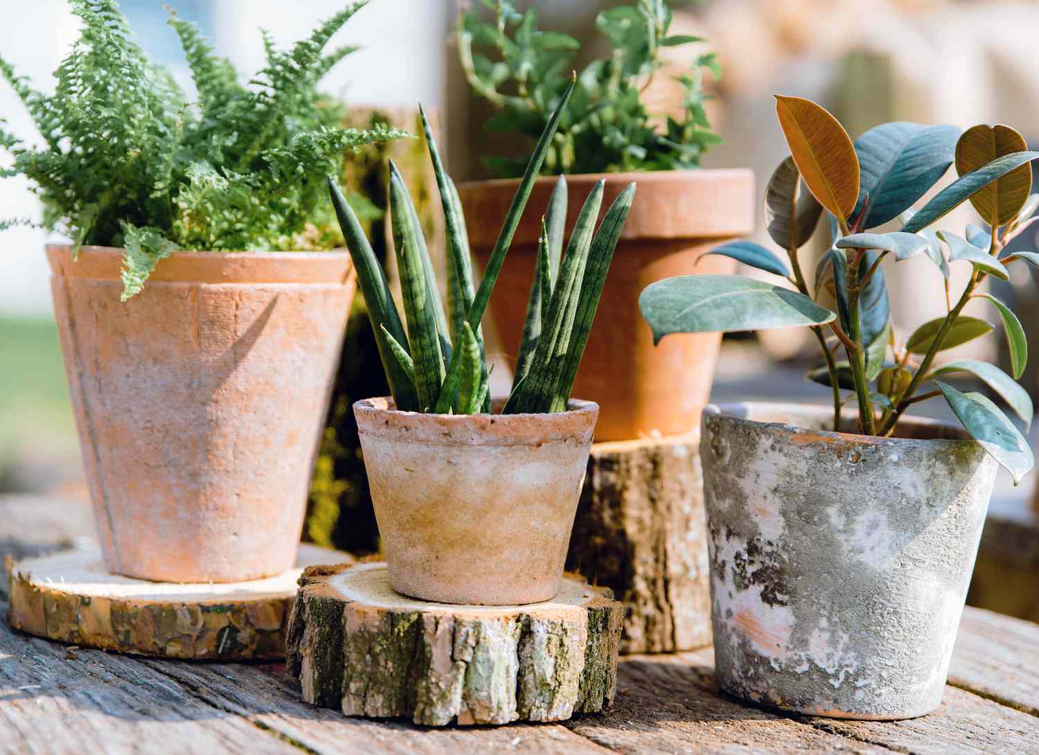 potted plants on an outdoor table