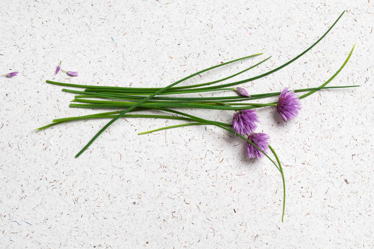 siberian chive, flowering, Alium schoenoprasum