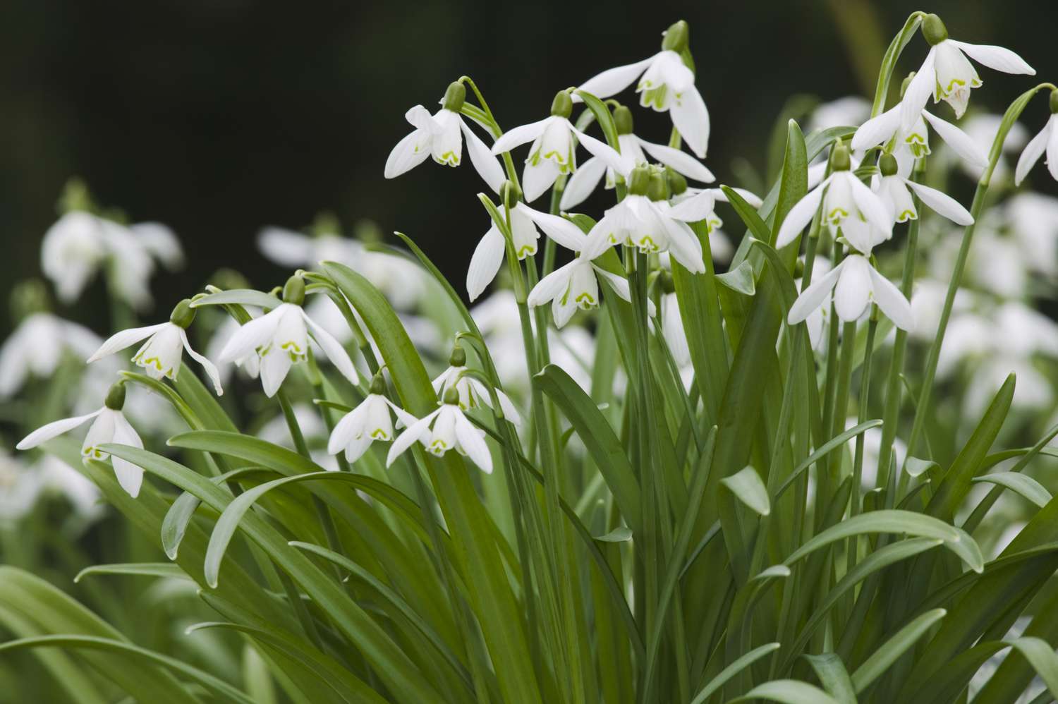 White snowdrop flowers leaning in a garden