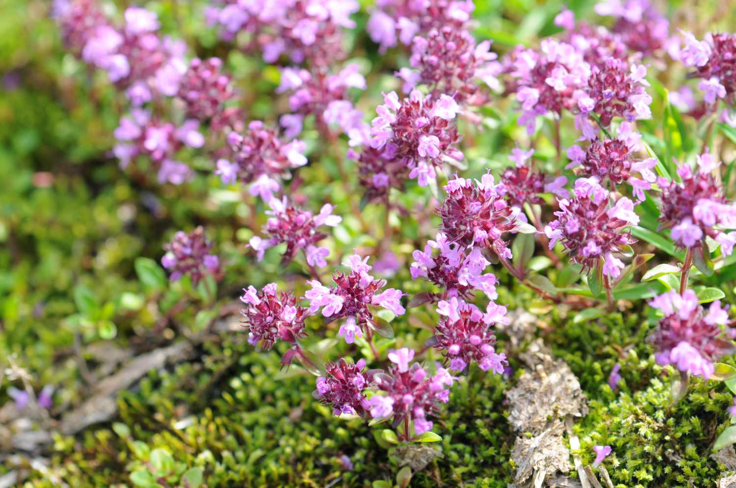 Close up of wild thyme flowers
