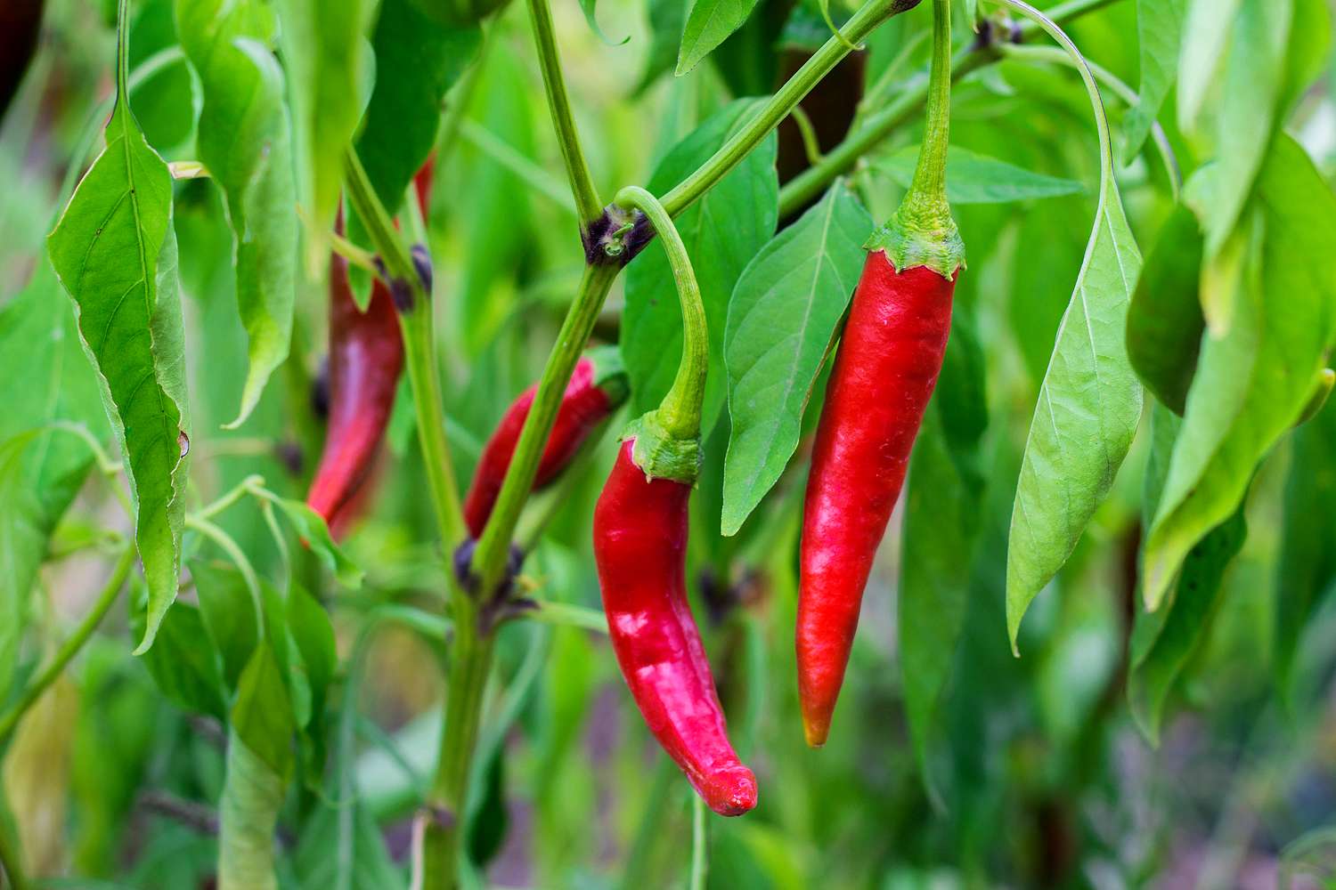 Red chili peppers growing on a plant