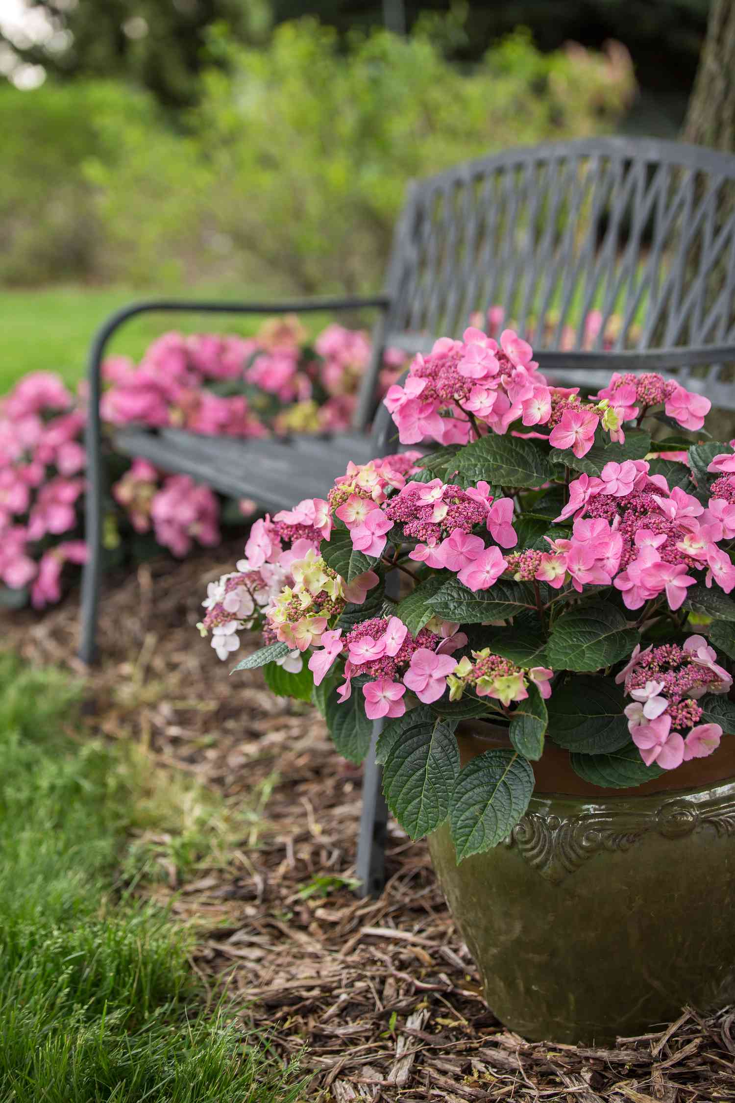 Flowering plants in a garden near a metal bench