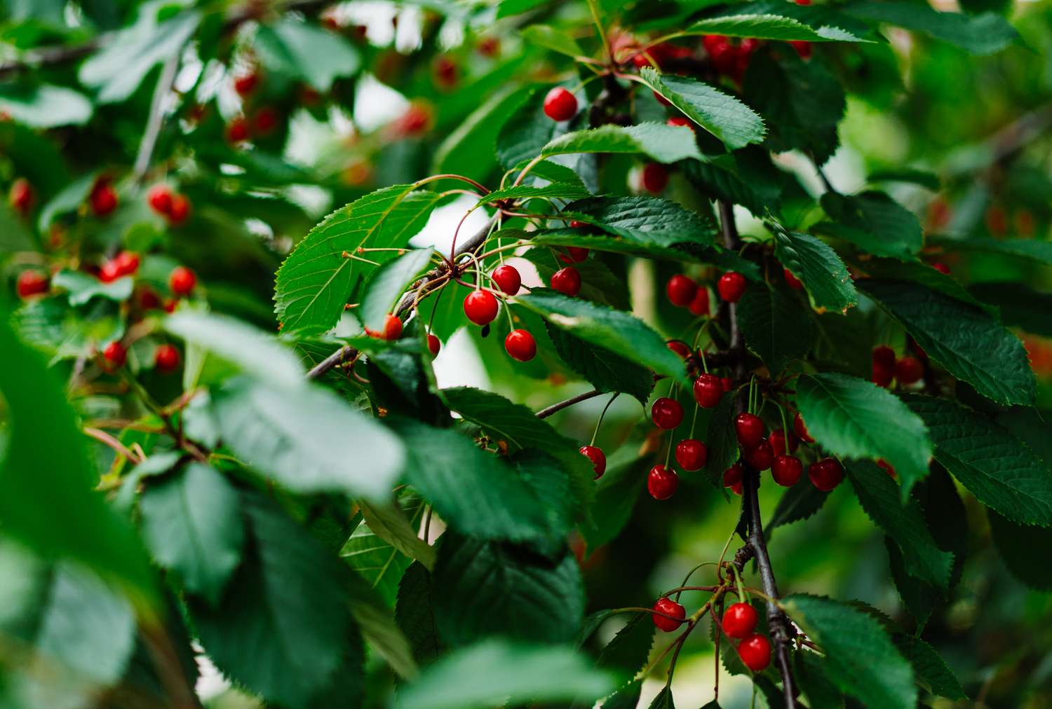 Cherry tree branches with red cherries and green leaves