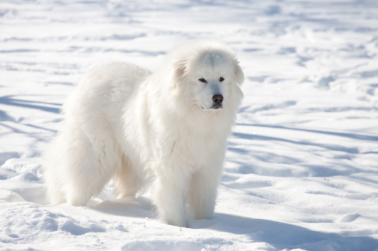 white great pyrenees dog in snow
