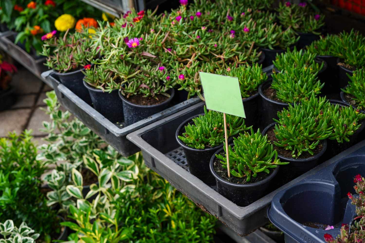 Various potted succulent plants displayed on shelves a green tag placed in one pot