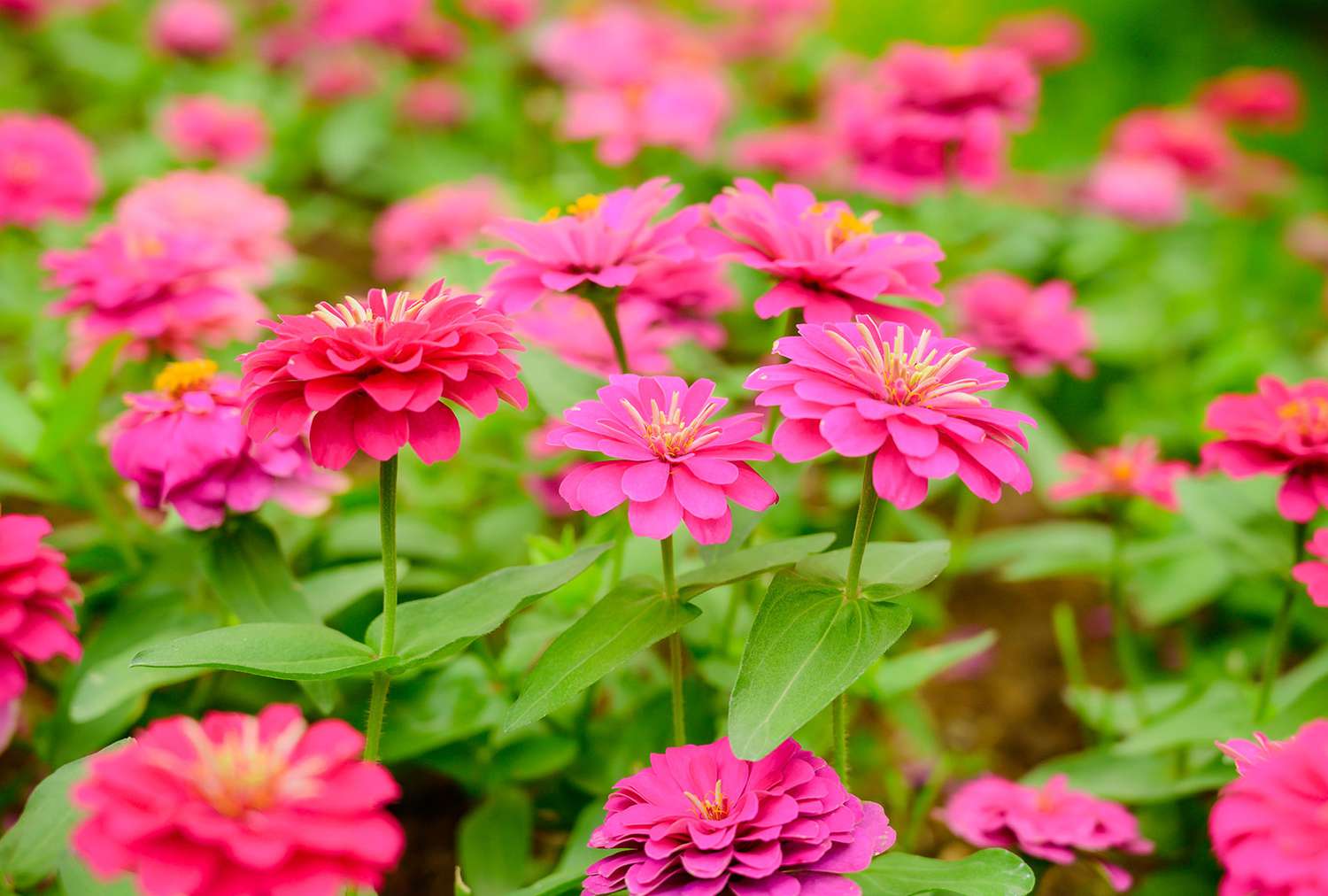 Zinnia flowers