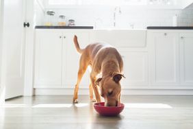 Dog eating from a bowl in a kitchen