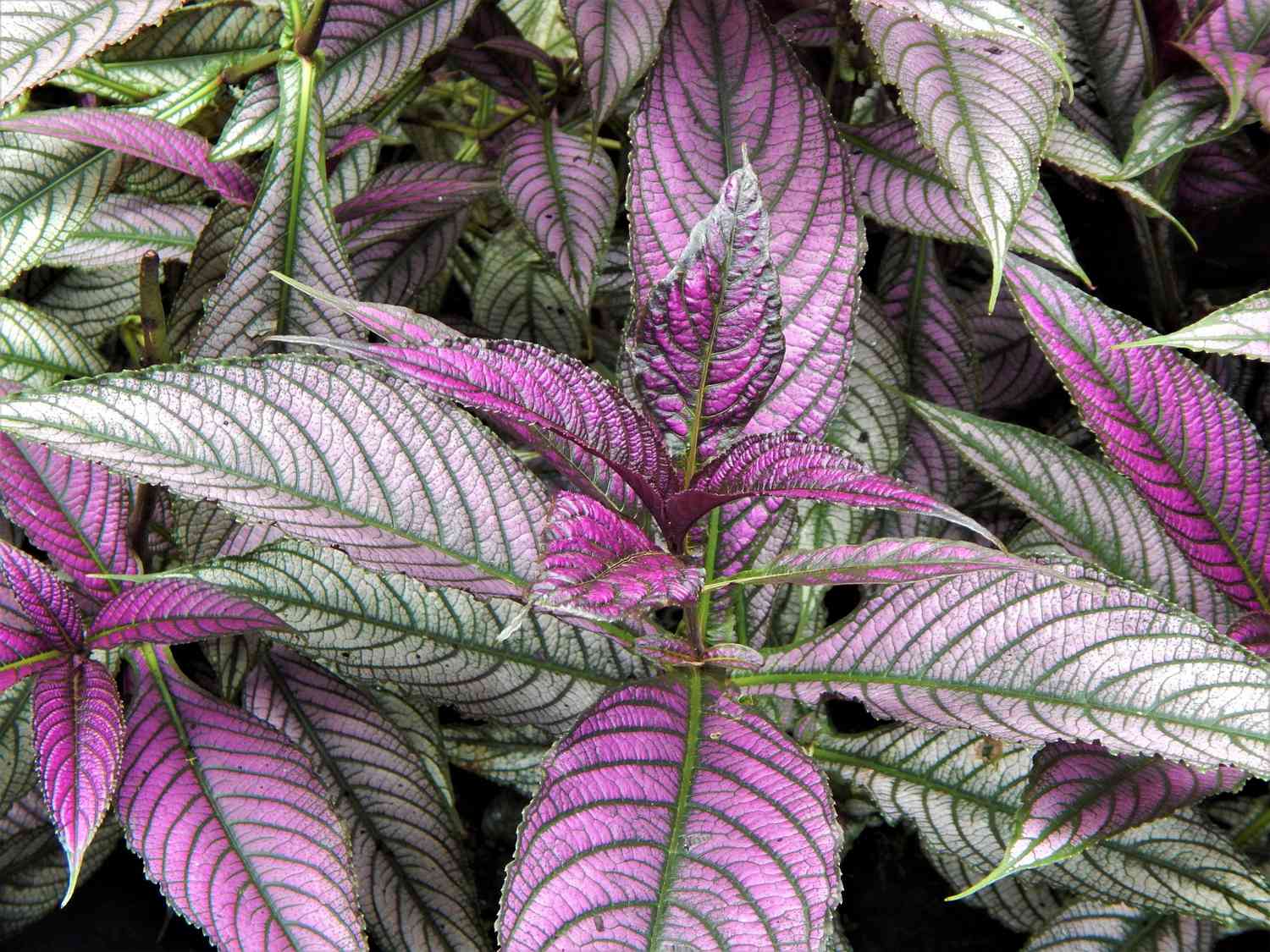 Persian shield (Strobilanthes dyerianus) leaves in summer.