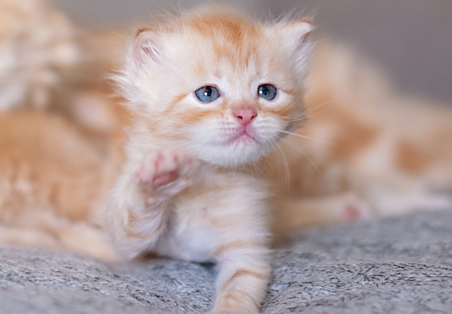 Orange kitten 