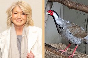 decorvow next to a pheasant