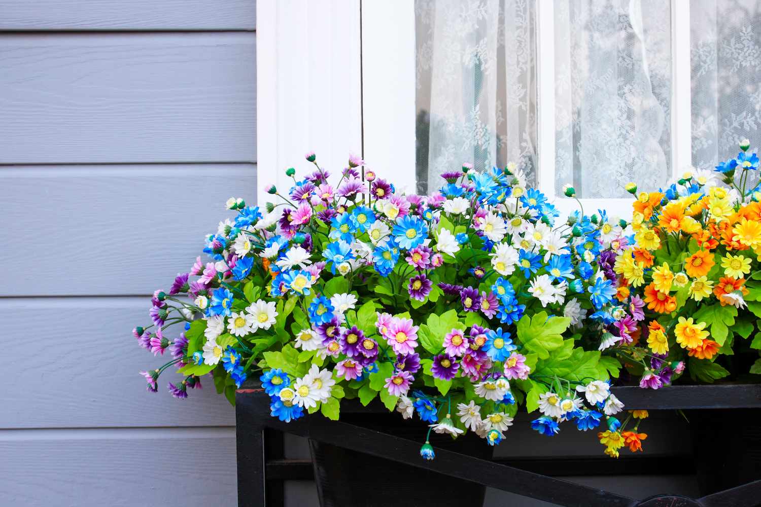Flowers in complementary colors for window box