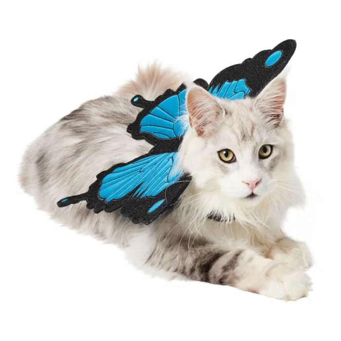 A cat wearing butterflyshaped wings