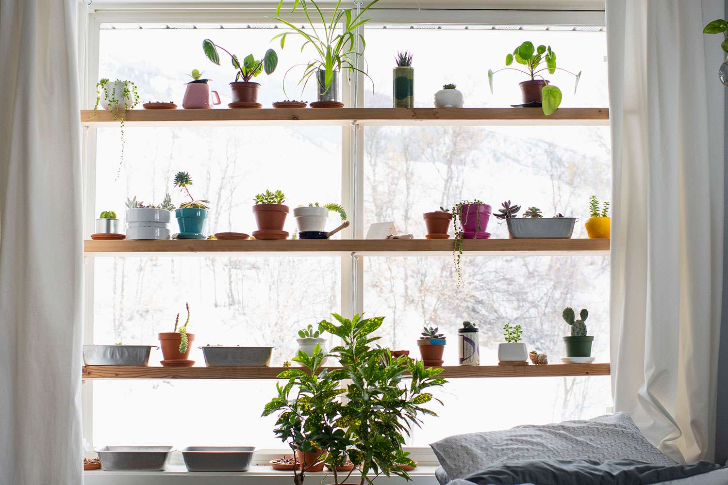 succulents on windowsill