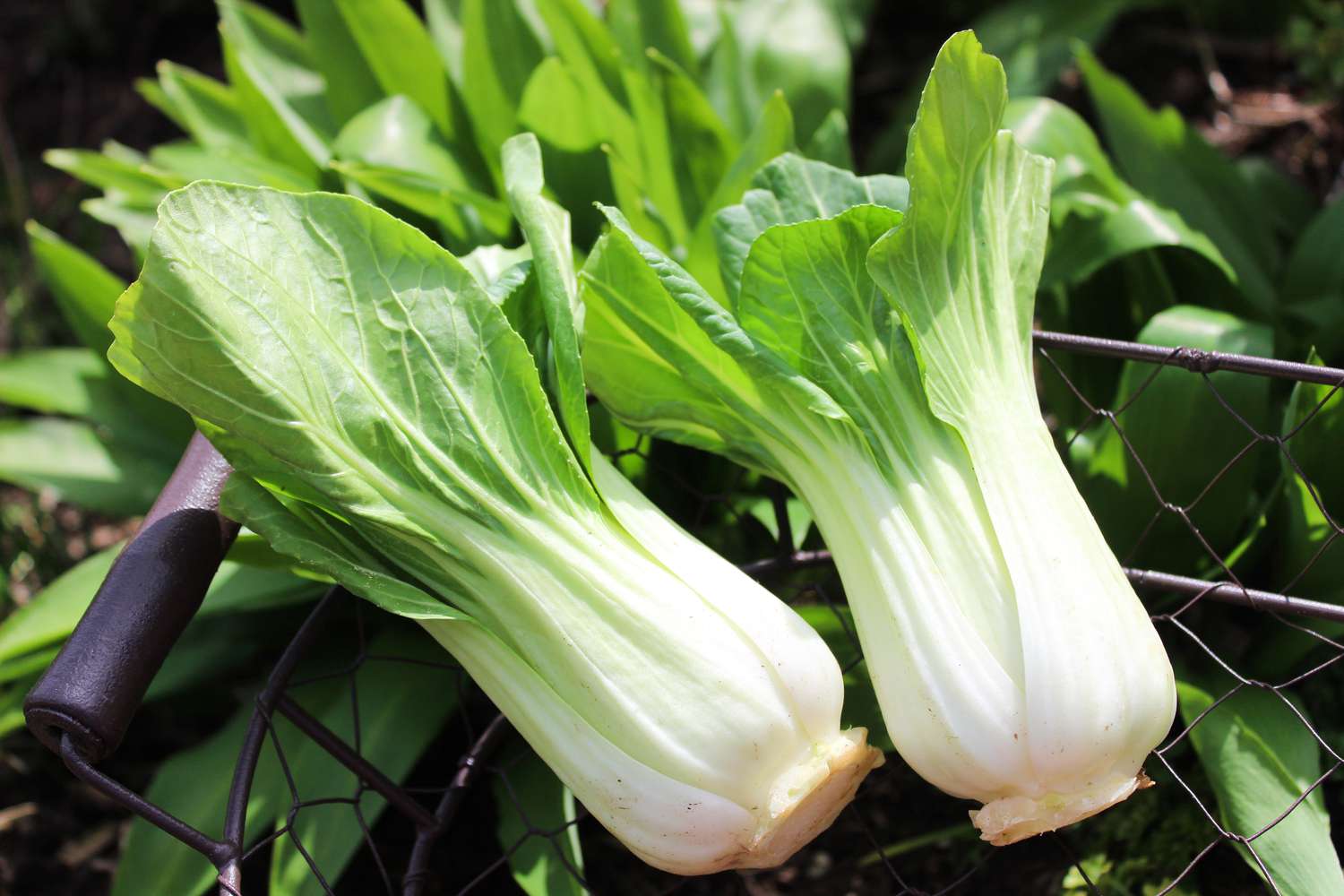 Bok Choy