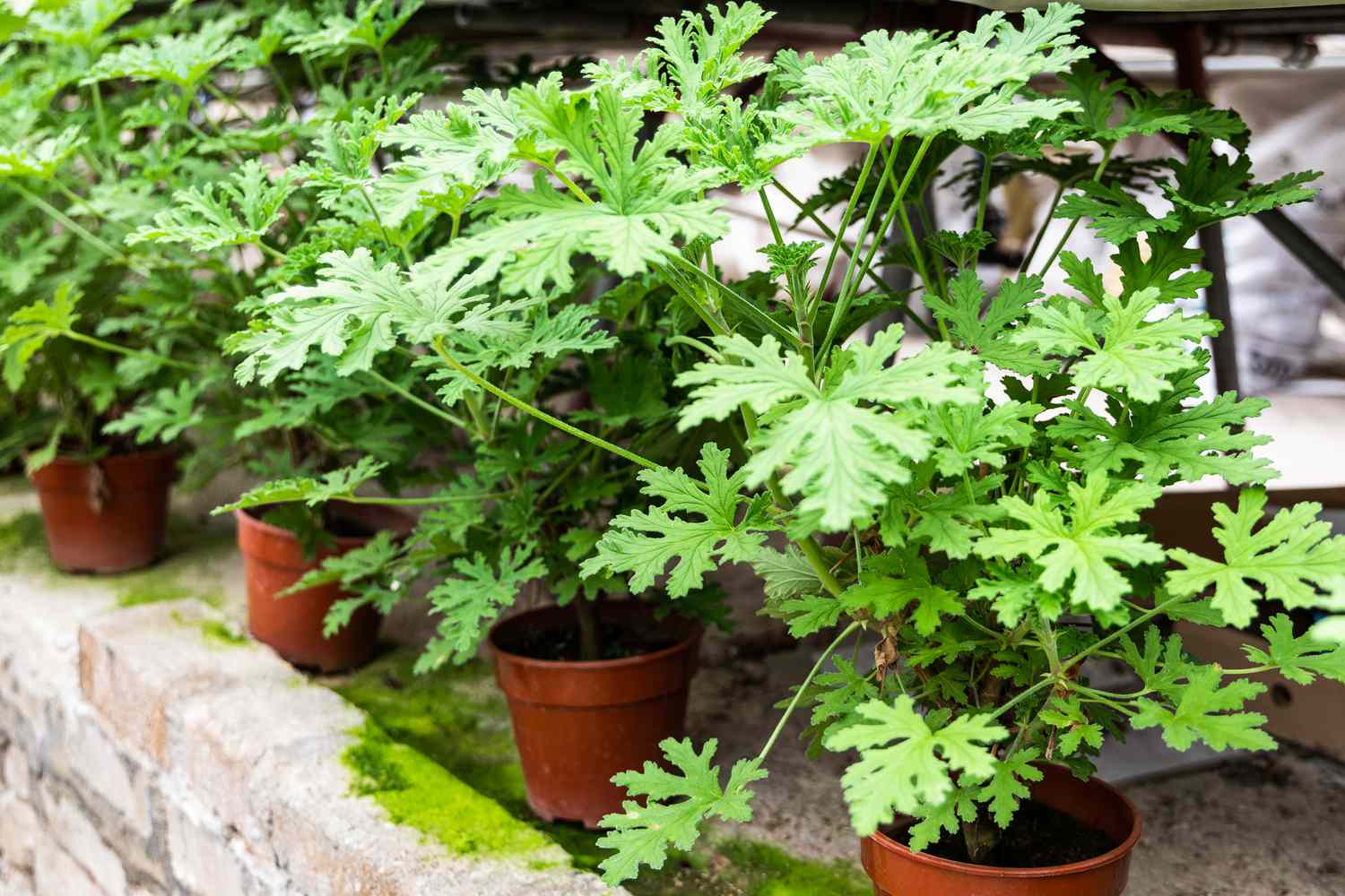 citronella plant for mosquito repellant