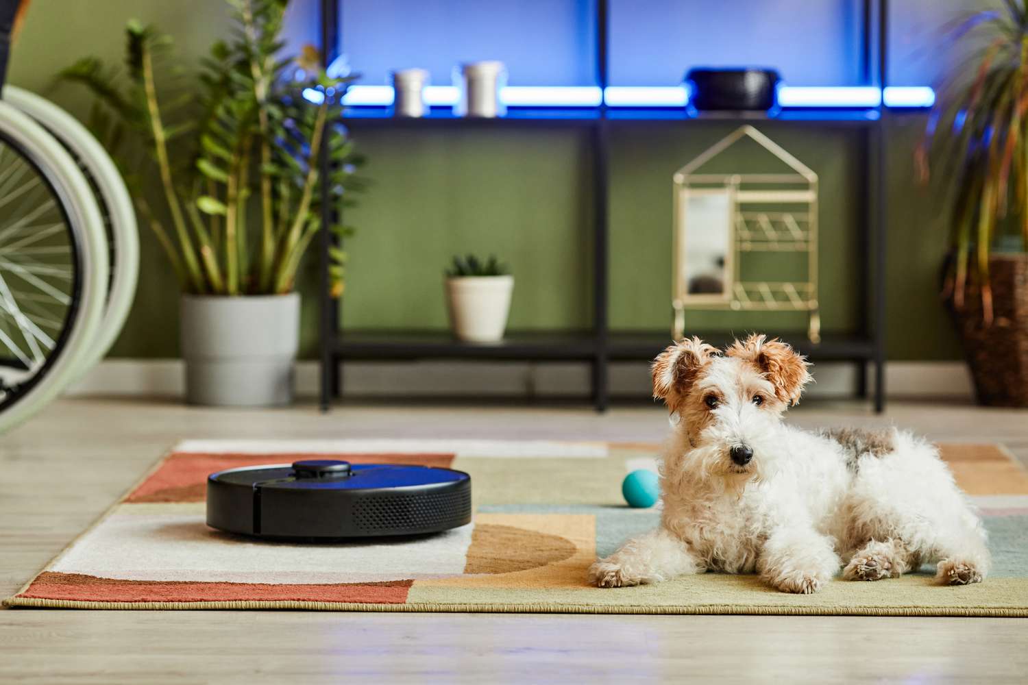 Dog on carpet next to Robot Vacuum