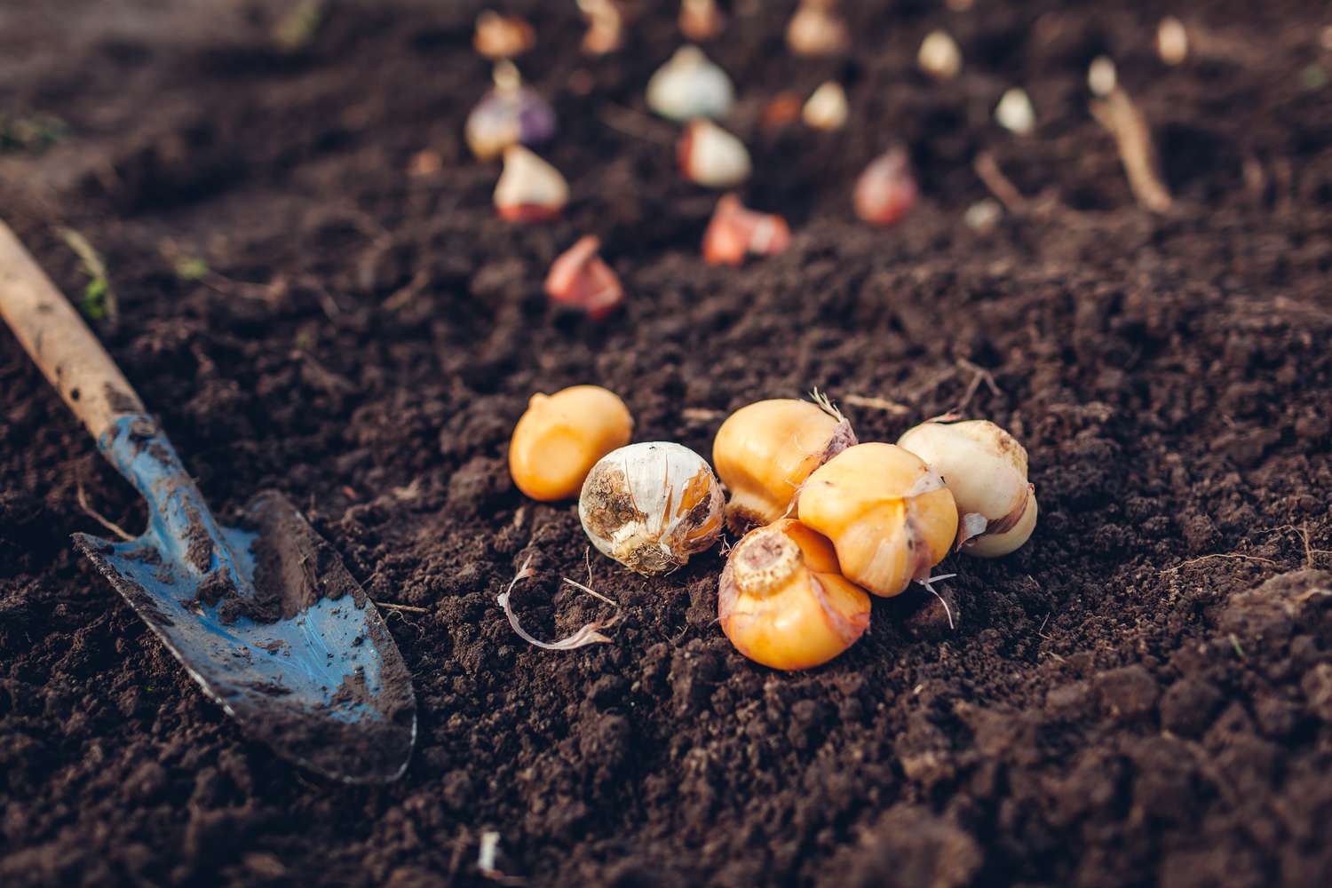planting bulbs with rich dark soil