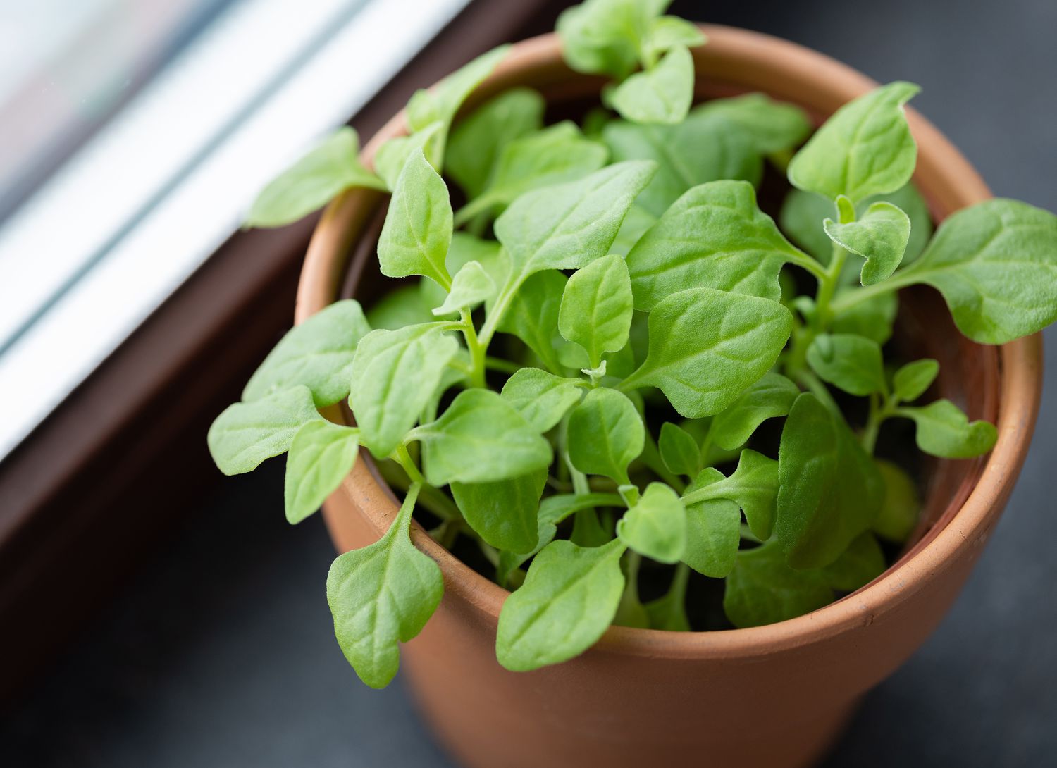 young spinach growing in a pot near a window