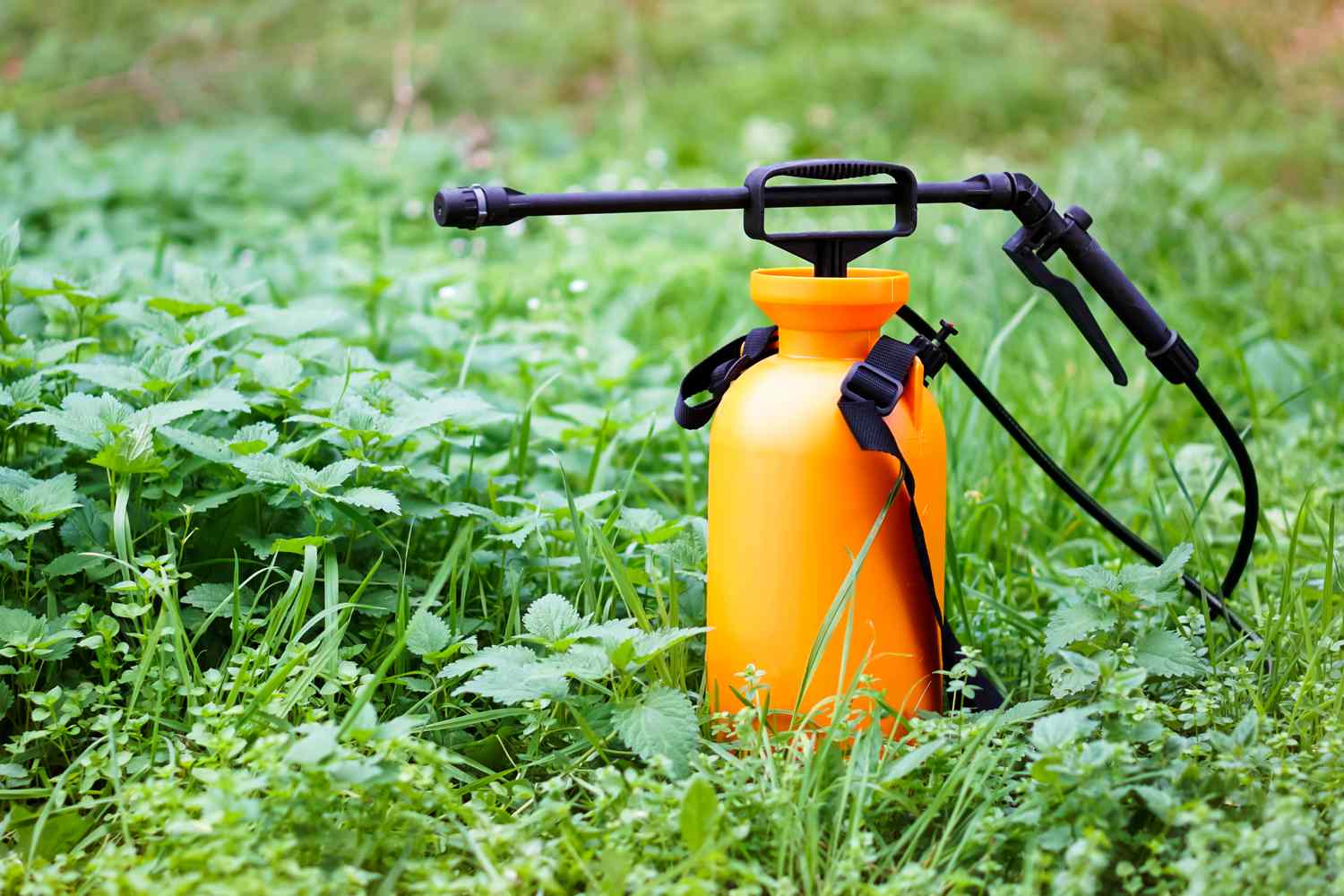 Pesticide in yard