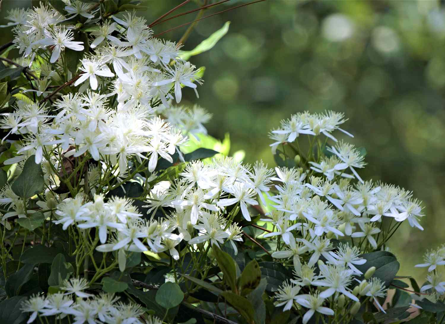 Sweet Autumn Clematis