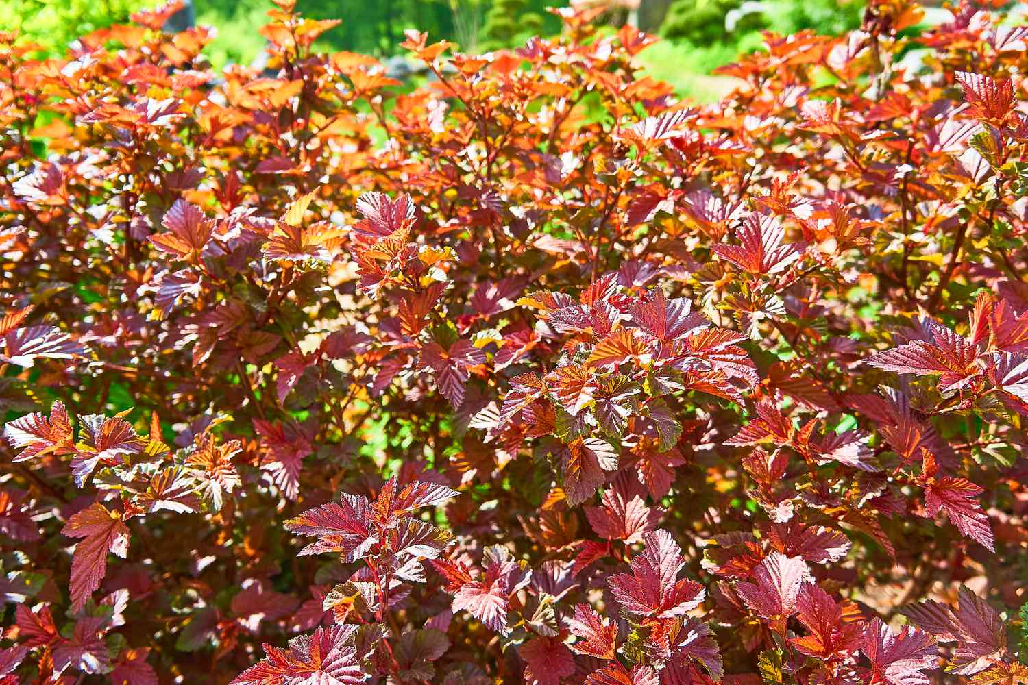 Nine Bark Amber Jubilee