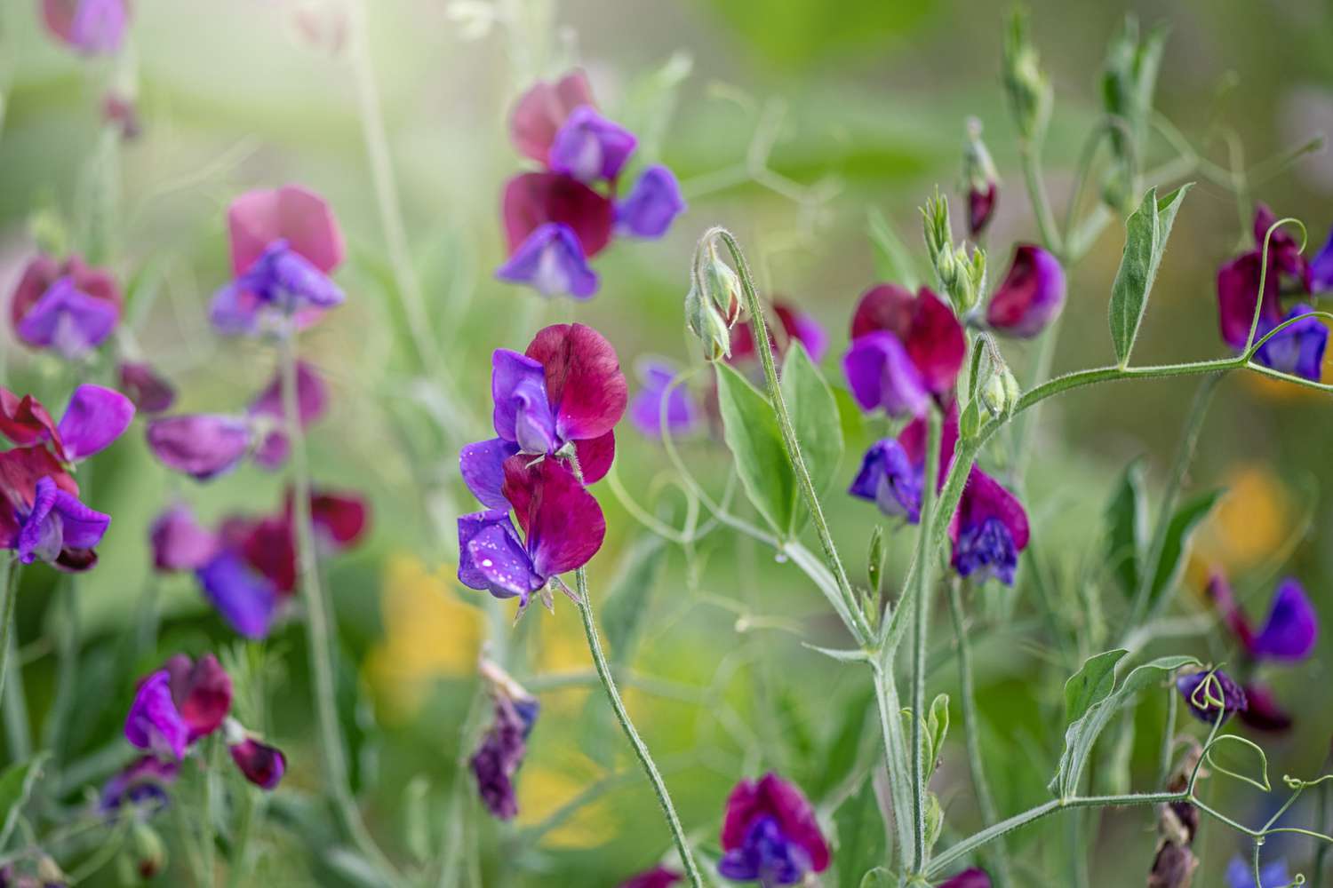 Sweet peas