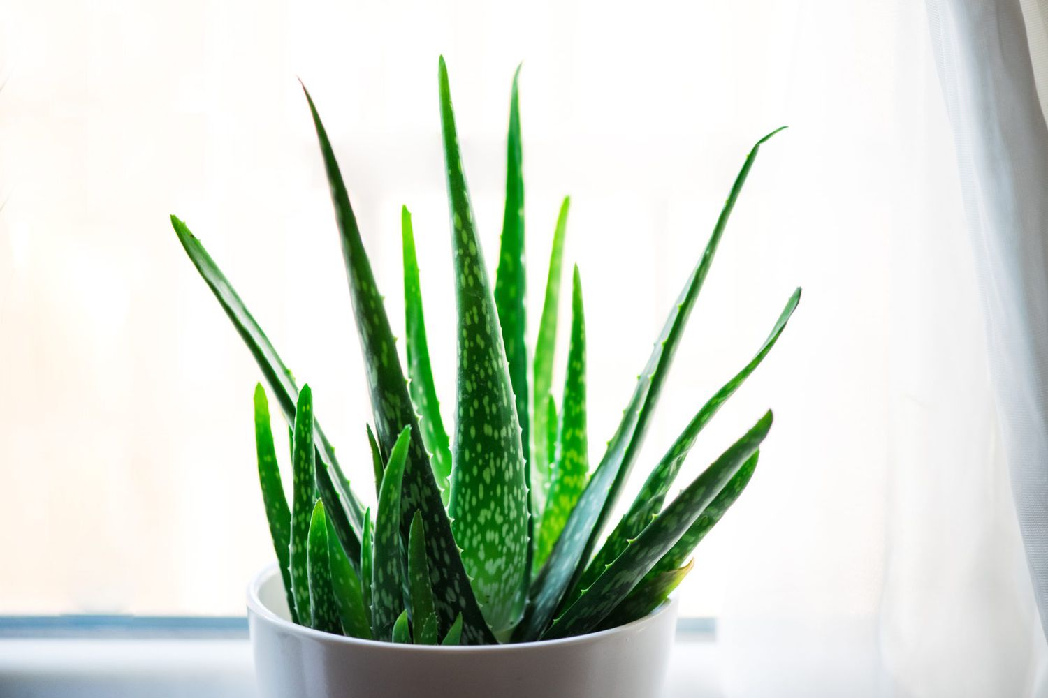 Aloe Vera plant on windowsill
