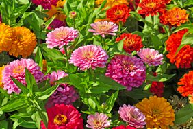 zinnia flowers