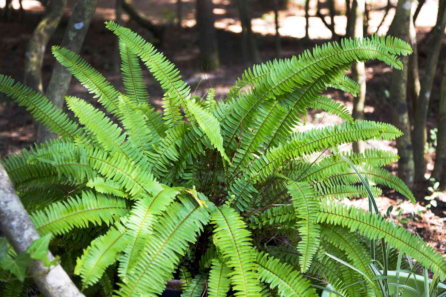 boston fern