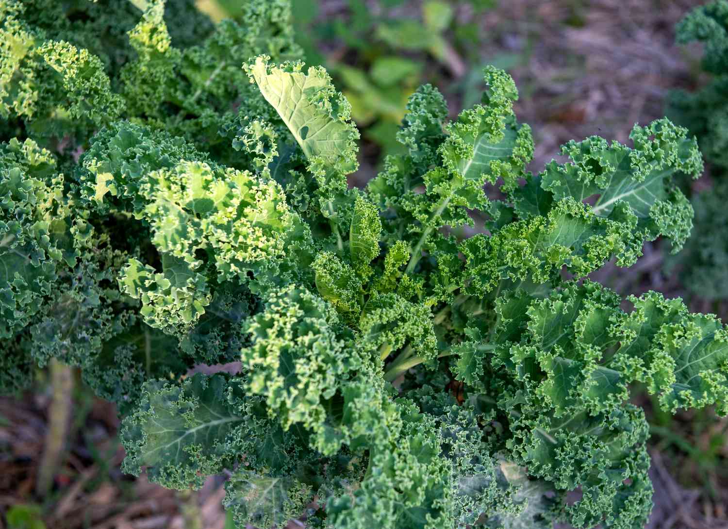 kale growing in a garden