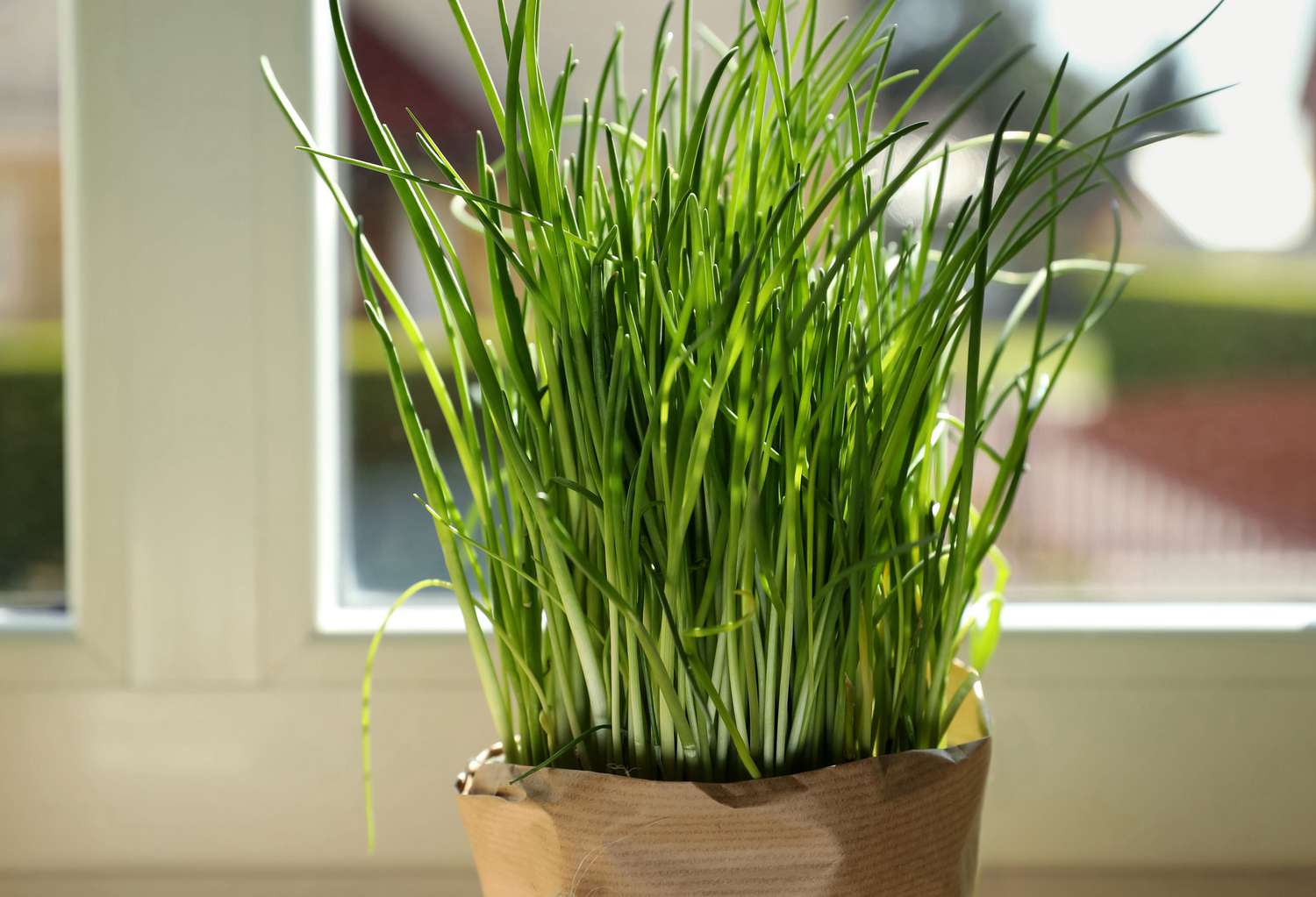 Potted green chives on windowsill indoors. Aromatic herb