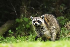 raccoon in yard 
