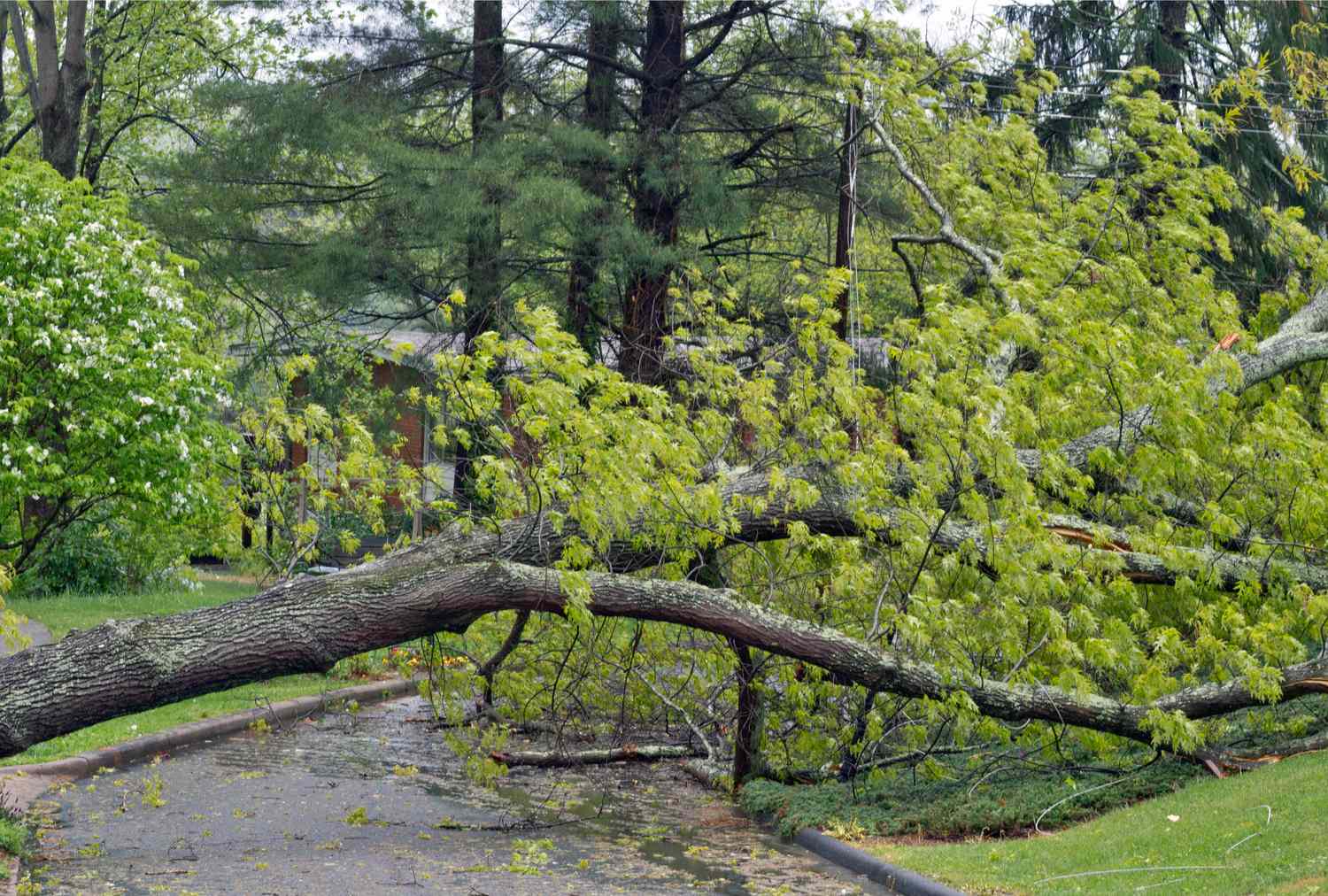 Fallen tree blocking a residential road surrounded by greenery and houses