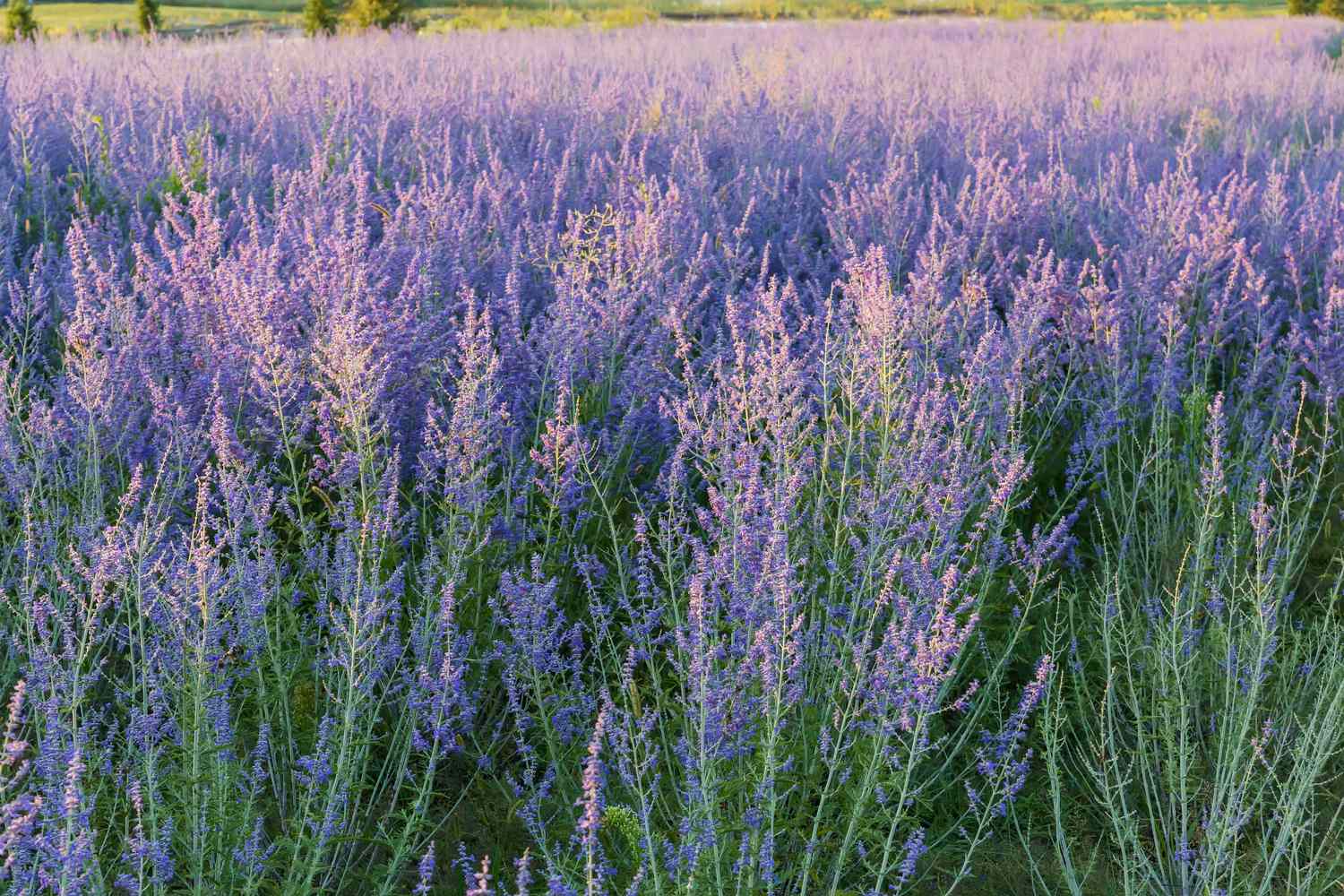 Field of tall flowering plants in a natural setting