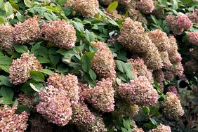 drying pink hydrangea tree blossoms in autumn