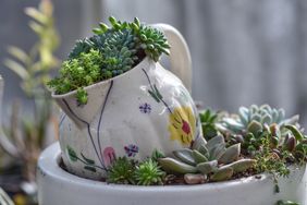Succulent plants growing in a decorated ceramic jug placed on a larger pot